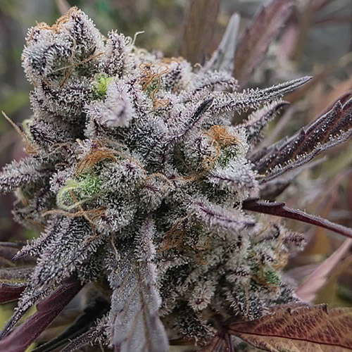 Sour Maui flower photo
