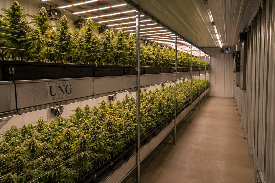 Sour Maui growing in cultivation
